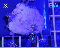 販売ページ海水館 NOMOZAKI