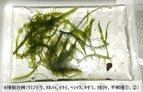 販売ページ海水館 NOMOZAKI