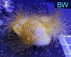 販売ページ海水館 NOMOZAKI